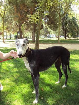 Blondie, abuelita galga a la que estuvieron a punto de ahorcar!
