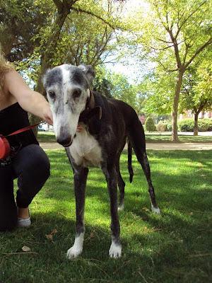 Blondie, abuelita galga a la que estuvieron a punto de ahorcar!