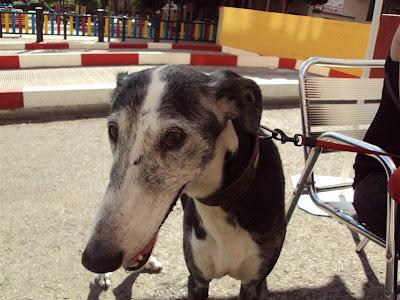 Blondie, abuelita galga a la que estuvieron a punto de ahorcar!