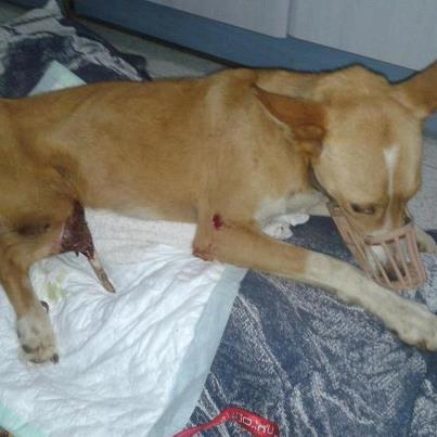 Foto: Pingo Pingo fue rescatado por unos voluntario hace unos dias! como veréis en la foto tiene la patica fracturada por lo que tiene que ser operado con urgencia ,pero necesitamos de vuestra ayuda!! sin casa de acogida no tenemos quien pueda cuidar de este peludin durante su recuperación! Necesita muchos mimos y recuperar un par de kilos! Por favor os pedimos MAXIMA difusión para encontrar a alguien que pueda cuidar de este chiquitin una temporada!! AYUDANOS os necesitamos mas que nunca!   Si quieres acoger en casa a Pingo durante su recuperación escribe a acogidas@zarpa.org  si quieres adoptar a Pingo escribe a adopciones@zarpa.org  si quieres ayudarnos con los peludines escribe a voluntarios@zarpa.org