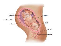 Semanas 38 y 39, mejores para el parto de mujeres hipertensas