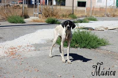 ¡MÚSICA EN LA CALLE! ¡ACOGIDA URGENTE!