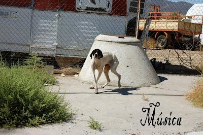 ¡MÚSICA EN LA CALLE! ¡ACOGIDA URGENTE!