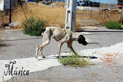 ¡MÚSICA EN LA CALLE! ¡ACOGIDA URGENTE!