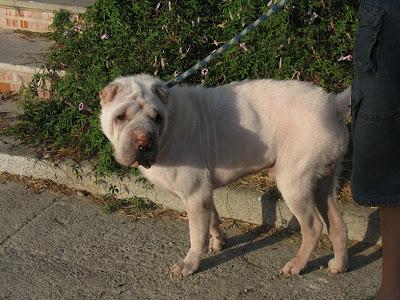 Copo, Shar Pei blanco con Leishmania, hace vida normal (Zaragoza)