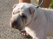 Copo, Shar blanco Leishmania, hace vida normal (Zaragoza)