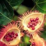 fotos Achiote plantas medicinales