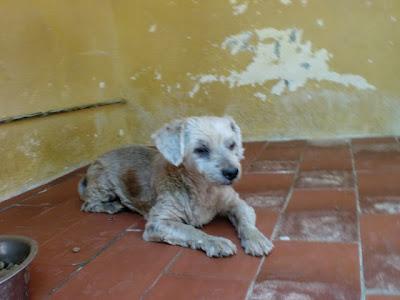 URGENTE ABUELITO EN LA PERRERA. (HUELVA)