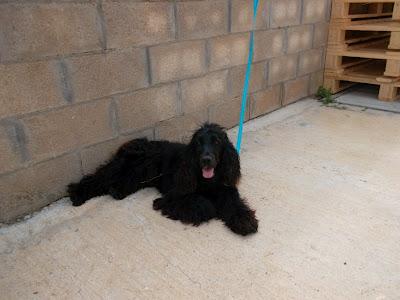 REGALAN DOS COCKERS EN JEREZ (CADIZ)