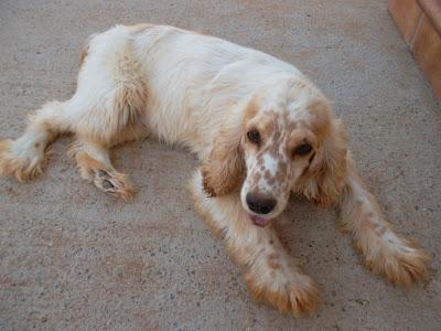 REGALAN DOS COCKERS EN JEREZ (CADIZ)