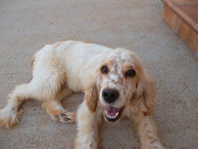 REGALAN DOS COCKERS EN JEREZ (CADIZ)