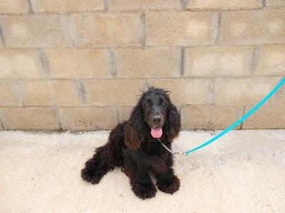 REGALAN DOS COCKERS EN JEREZ (CADIZ)