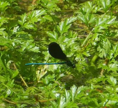 Caballito del diablo