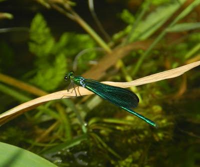 Caballito del diablo