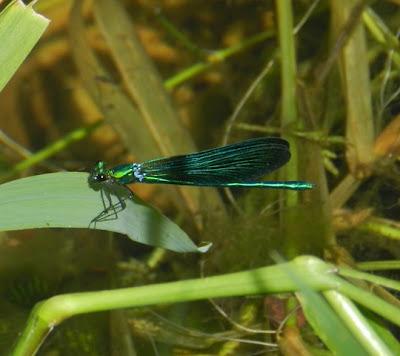Caballito del diablo