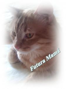 150 palabras, el bien de un animal