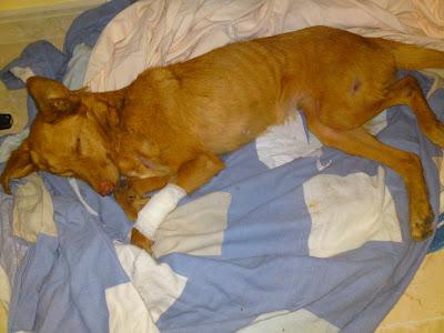 Robin, perrita atropellada, necesita acogida urgente o irá a una jaula.