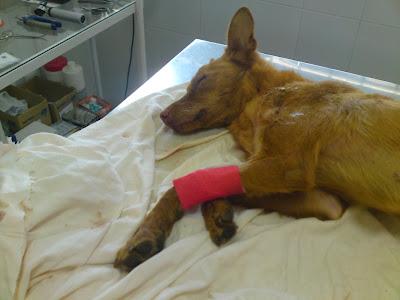 Robin, perrita atropellada, necesita acogida urgente o irá a una jaula.