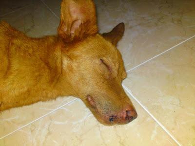 Robin, perrita atropellada, necesita acogida urgente o irá a una jaula.