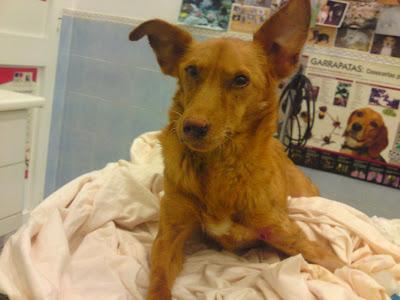 Robin, perrita atropellada, necesita acogida urgente o irá a una jaula.