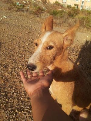 Cinyta, podenquilla preciosa y muy inocente corriendo mucho peligro en el campo, solita.