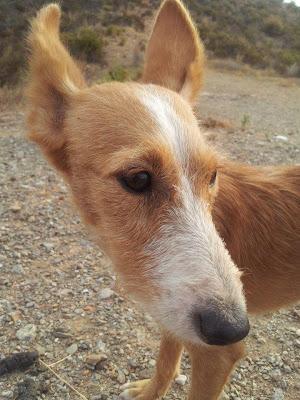 Cinyta, podenquilla preciosa y muy inocente corriendo mucho peligro en el campo, solita.