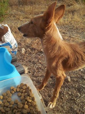 Cinyta, podenquilla preciosa y muy inocente corriendo mucho peligro en el campo, solita.