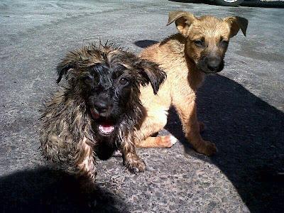 SALVADAS IBAN A MORIR TRITURADAS.