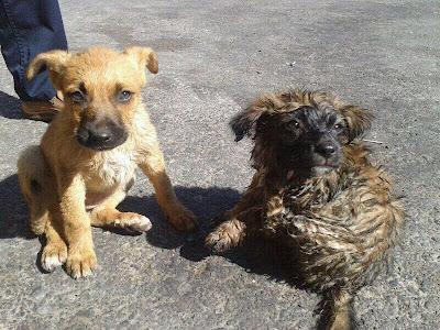 SALVADAS IBAN A MORIR TRITURADAS.