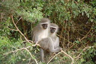 Monos en Sudáfrica, África