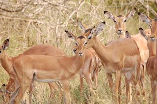 Manada de Impalas en Sudáfrica, África