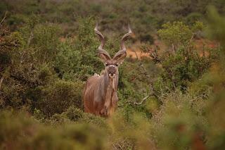 Kudu en Sudáfrica, África