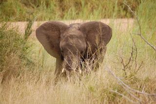 Cria de Elefante en Sudáfrica, África