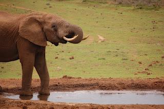 Elefante en Sudáfrica, África