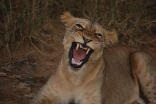 León en Sudáfrica, África