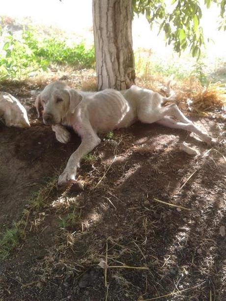 PERRITA EN PESIMAS CONDICIONES DEBAJO DE UN ARBOL EN ILLORA (GRANADA).