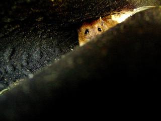 Sustancia química que devuelve la vista a ratones ciegos