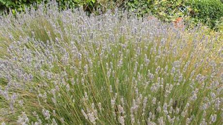 lavanda Se me acabó el verano