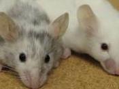ratones, droga revirtió síntomas condición relacionada autismo