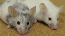 En ratones, una droga revirtió los síntomas de una condición relacionada con el autismo