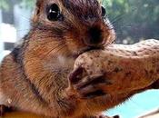 cacahuete, fuente salud