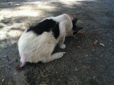 HOPE, gatito con infección y rabo amputado en la calle URGE ACOGIDA (MURCIA)‏