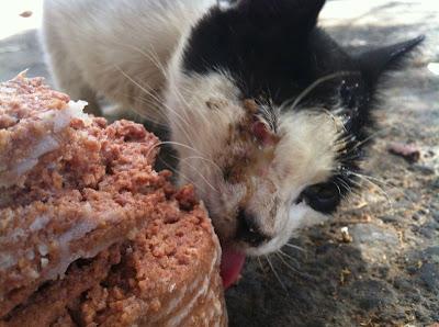 HOPE, gatito con infección y rabo amputado en la calle URGE ACOGIDA (MURCIA)‏