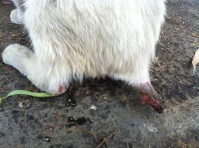 HOPE, gatito con infección y rabo amputado en la calle URGE ACOGIDA (MURCIA)‏