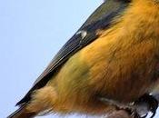 solución incendios forestales