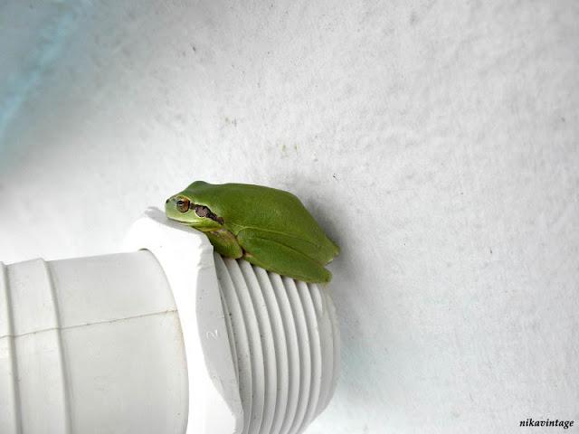 Una visita inesperada