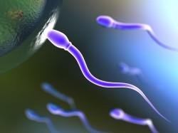 Estudio sobre espermatozoides puede ayudar a desarrollar tratamientos para la infertilidad