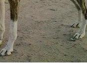 Galgo perdido Badajoz tiene pánico hombres