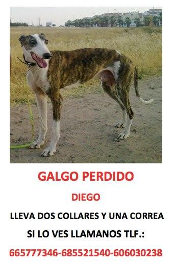 Galgo perdido en Badajoz , tiene pánico a los hombres