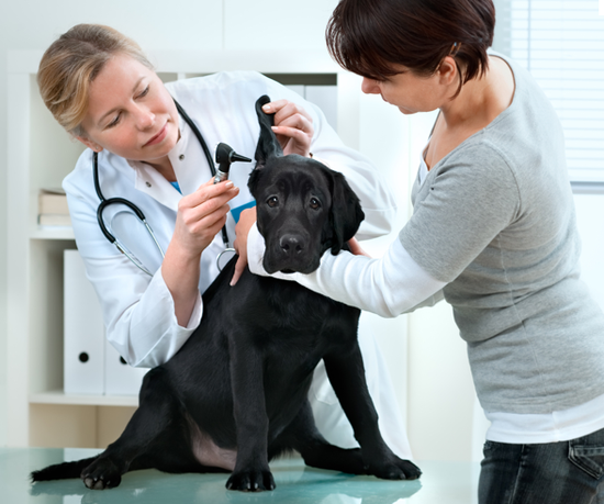 Hospital para animales en Sâo Paulo